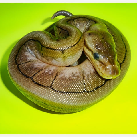 Cinnamon Spinner Ball Python