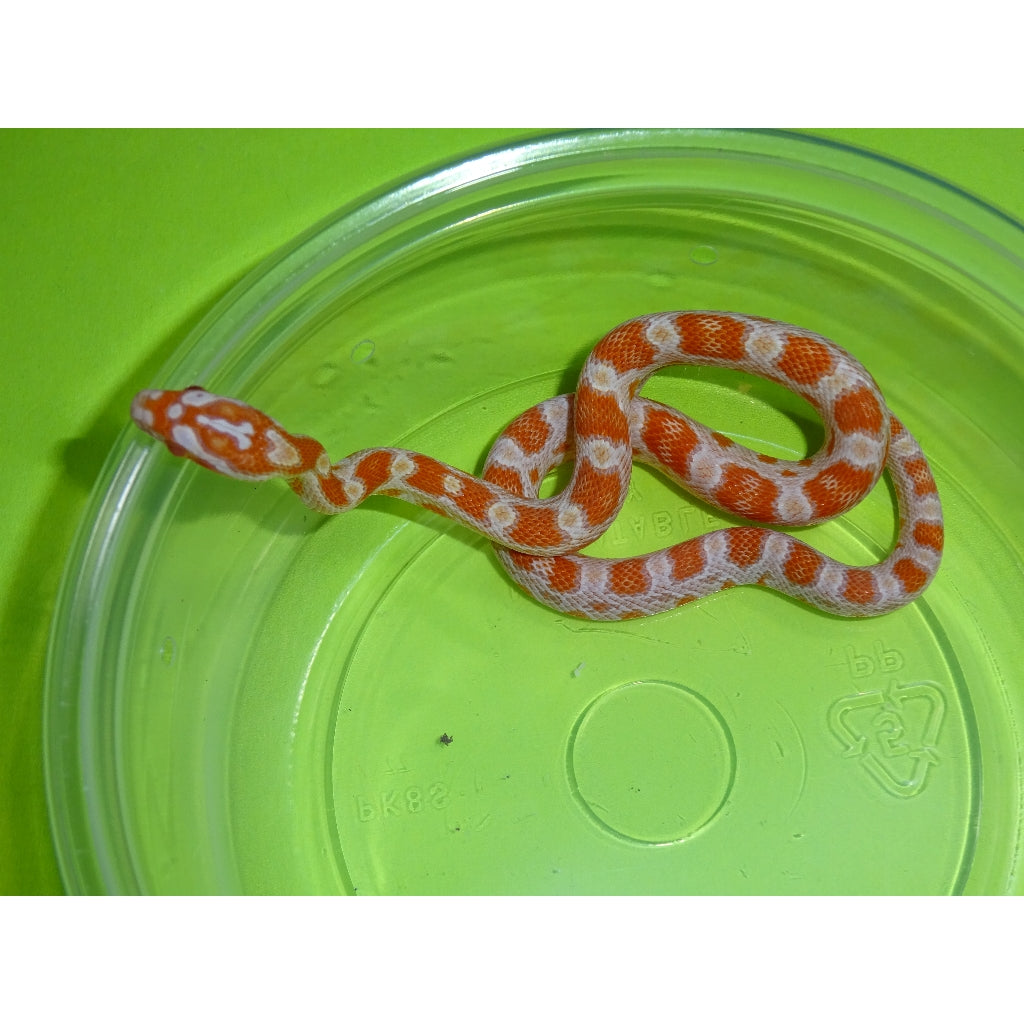 baby creamsicle corn snake