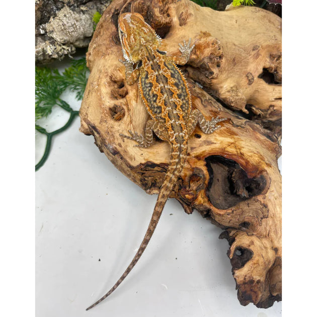 Buy Bearded Dragons Online At The Best Prices – Big Apple Herp ...