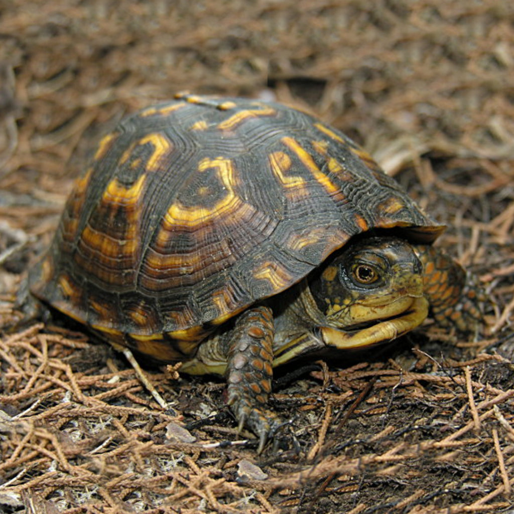 Eastern &amp; Florida Box Turtles – Big Apple Herp - Reptiles For Sale