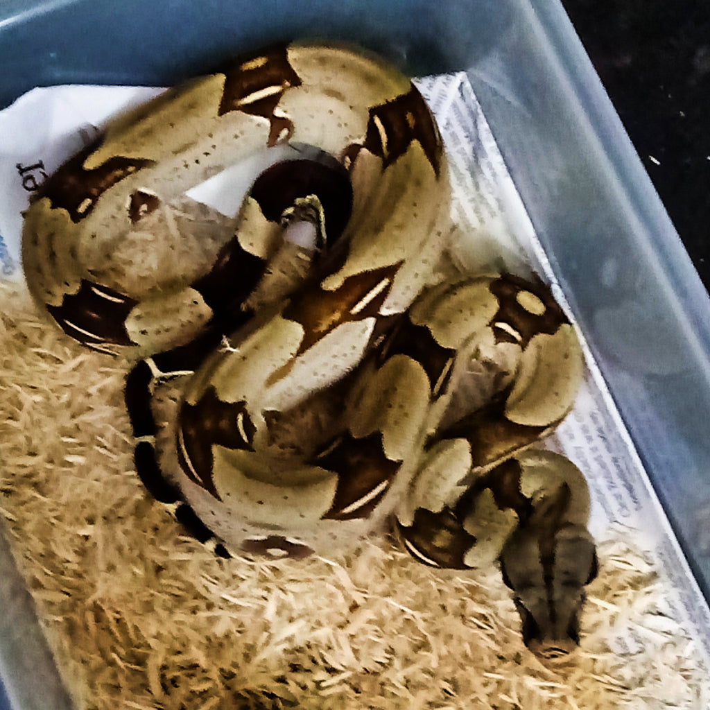 Buy Peruvian Red Tail Boas Big Apple Herp Reptiles For Sale