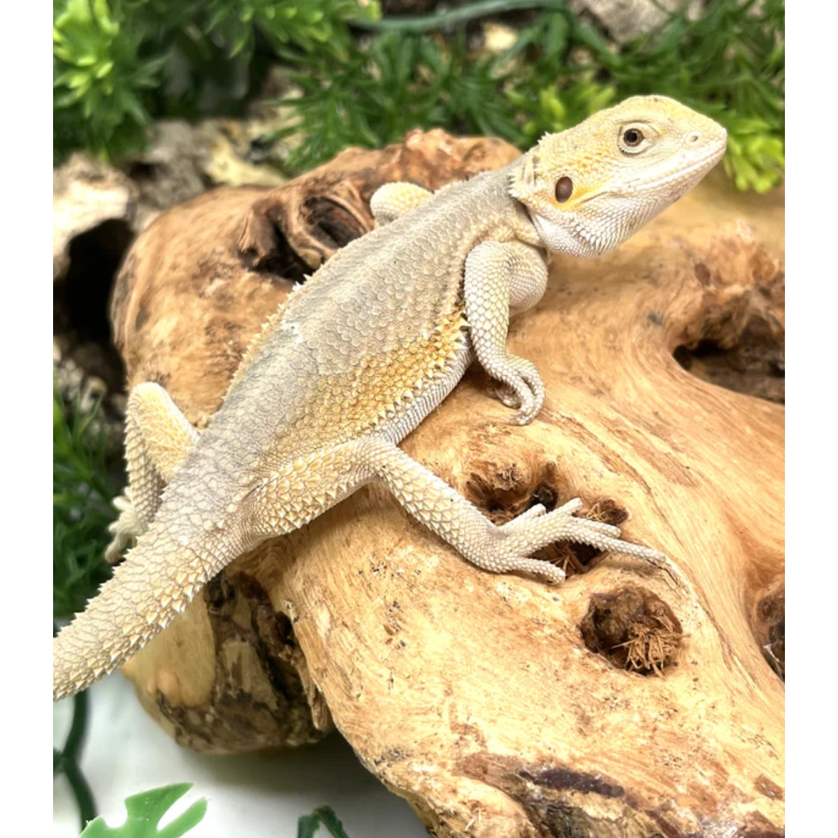Red Bearded Dragons For Sale – Big Apple Pet Supply