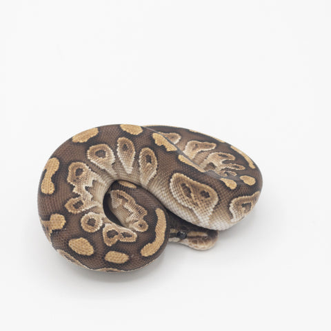 Lesser Hurricane Ball Python (Actual Photo﻿)