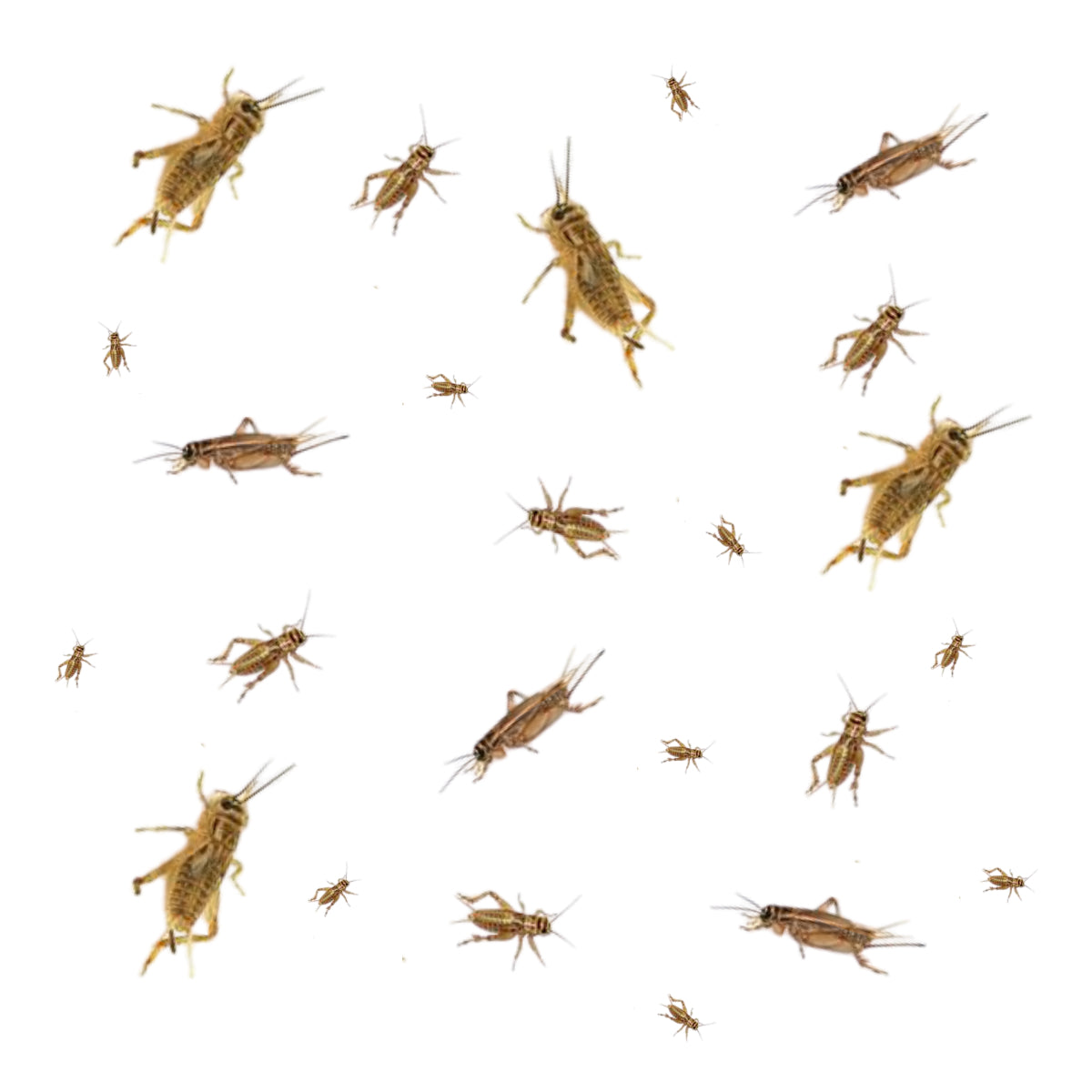 Live Crickets For Sale For Reptiles – Big Apple Herp - Reptiles For Sale