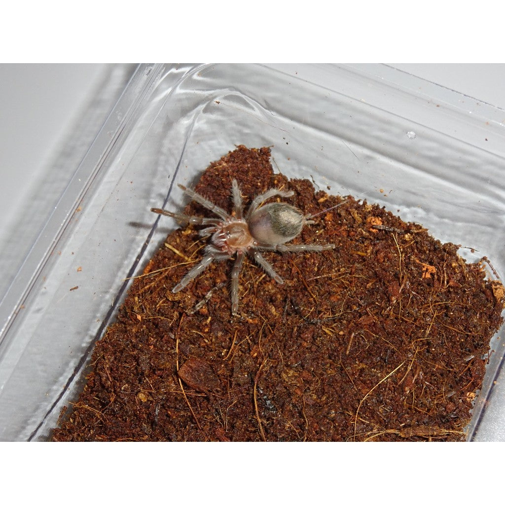 Velvet Spider Facts, Identifications, & Pictures in 2023