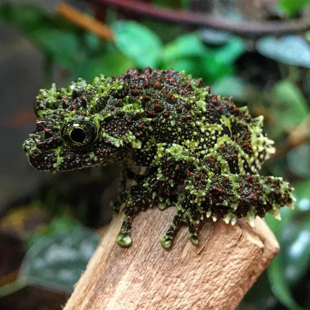 Mini Mossy Frog - Theloderma bicolor (Captive Bred)