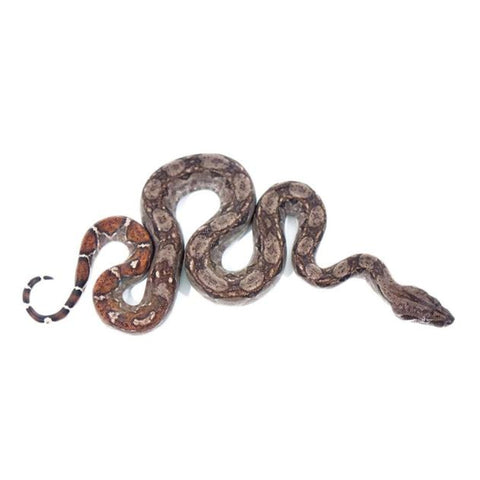 Nicaraguan Red Tail Boas