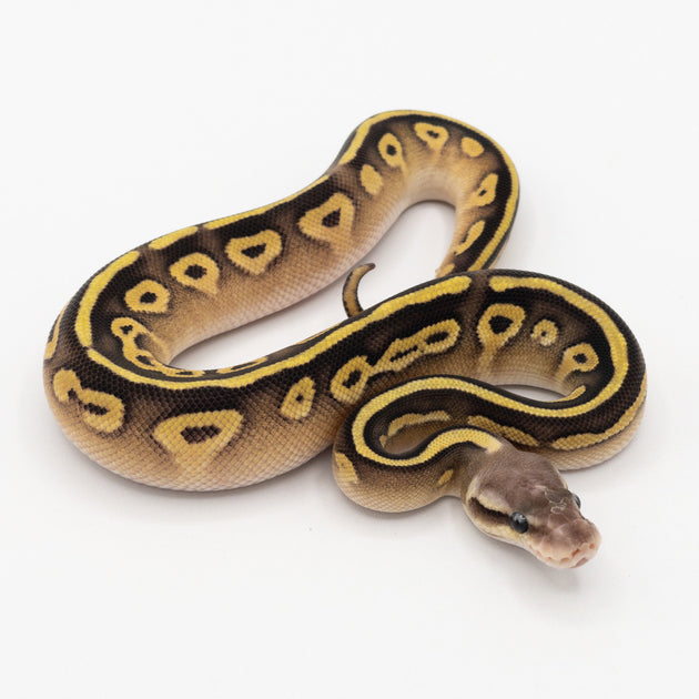 Buy Pastel Phantom Ball Python – Big Apple Herp - Reptiles For Sale