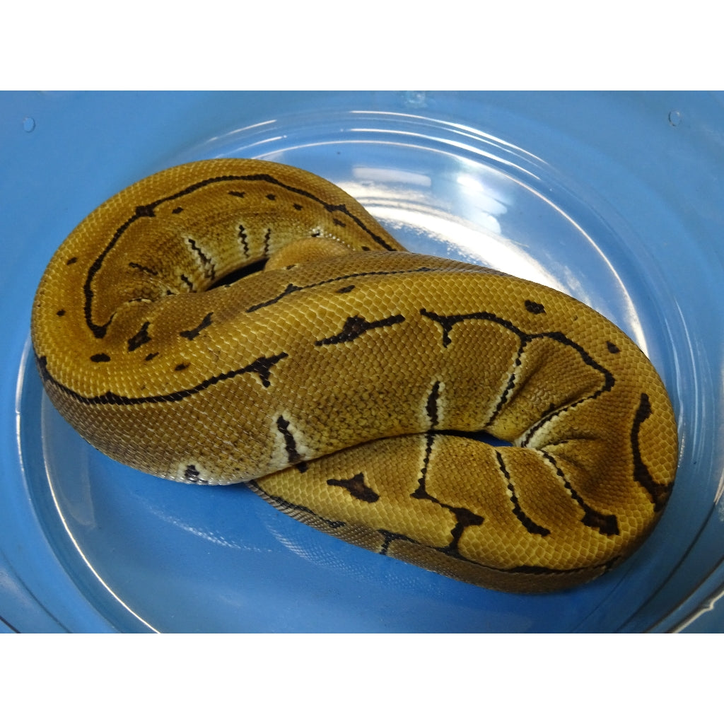 How Much Does A Ball Python Cost?