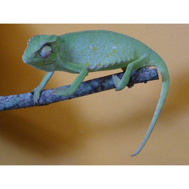 Buy Live Reptiles at Big Apple Pet Supply – Big Apple Herp - Reptiles