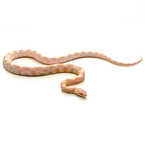 Snow Corn Snakes For Sale – Big Apple Pet Supply