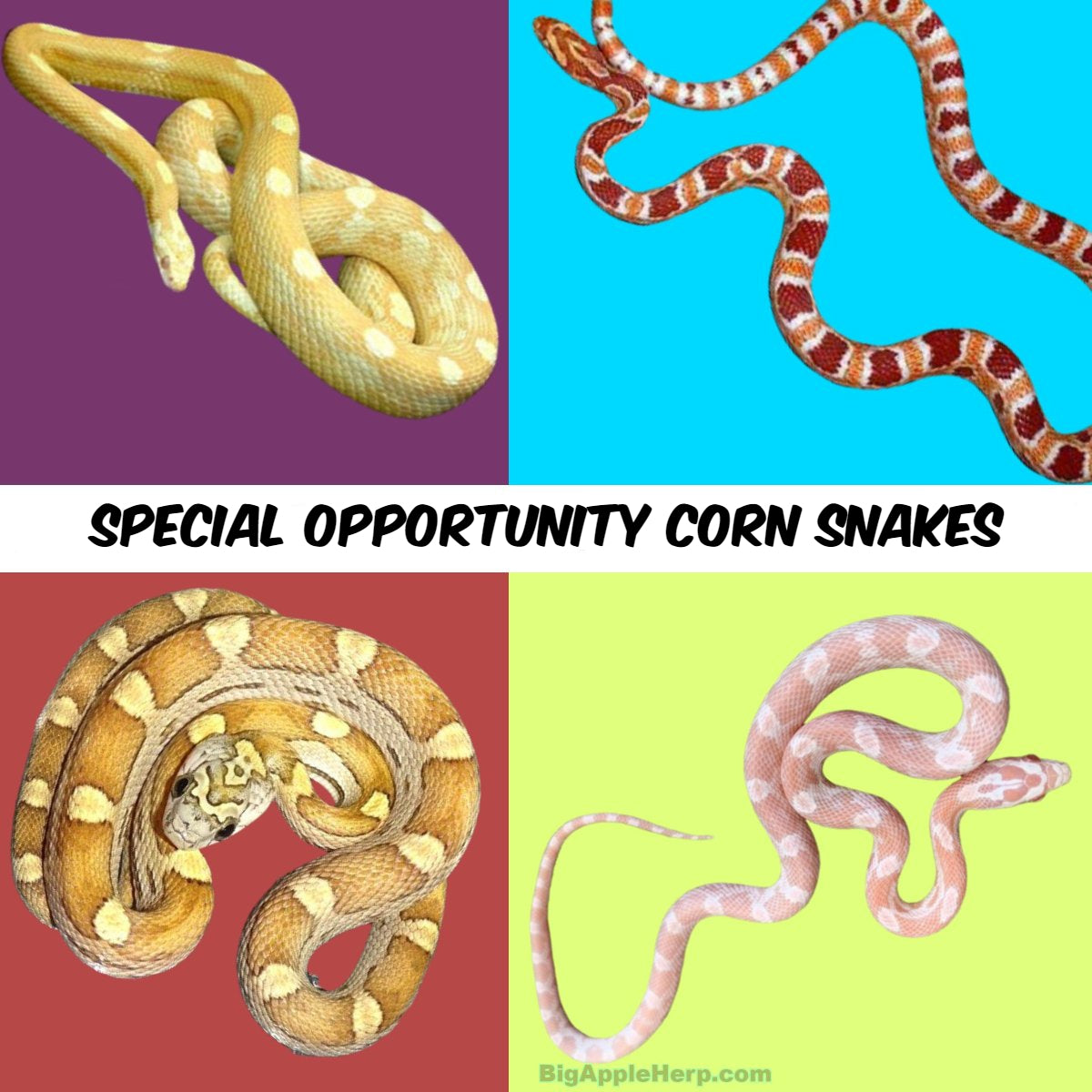 rare corn snake morphs