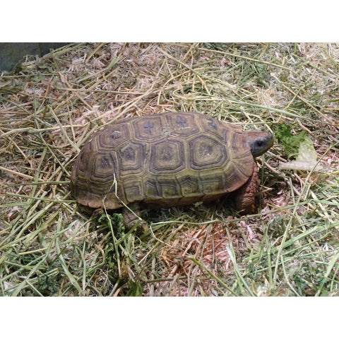 Hingeback Tortoises