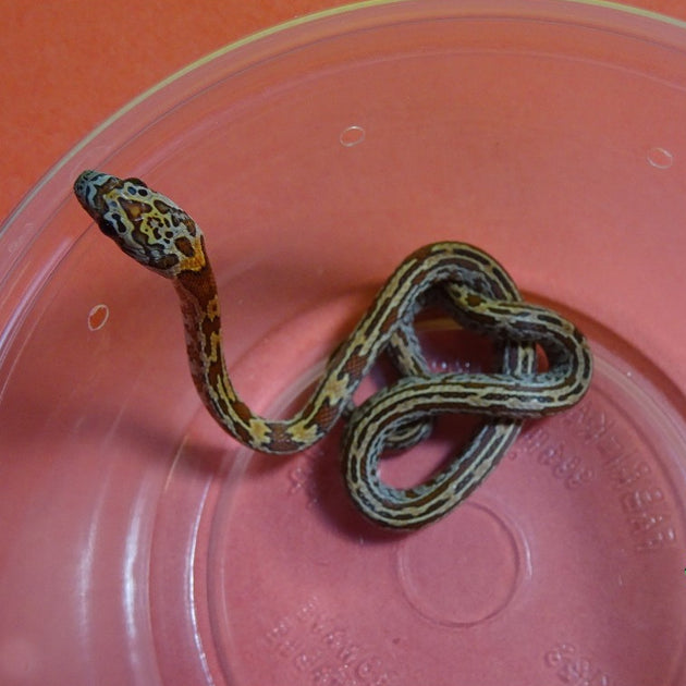 Sunkissed Tessera Corn Snakes For Sale – Big Apple Herp - Reptiles For Sale