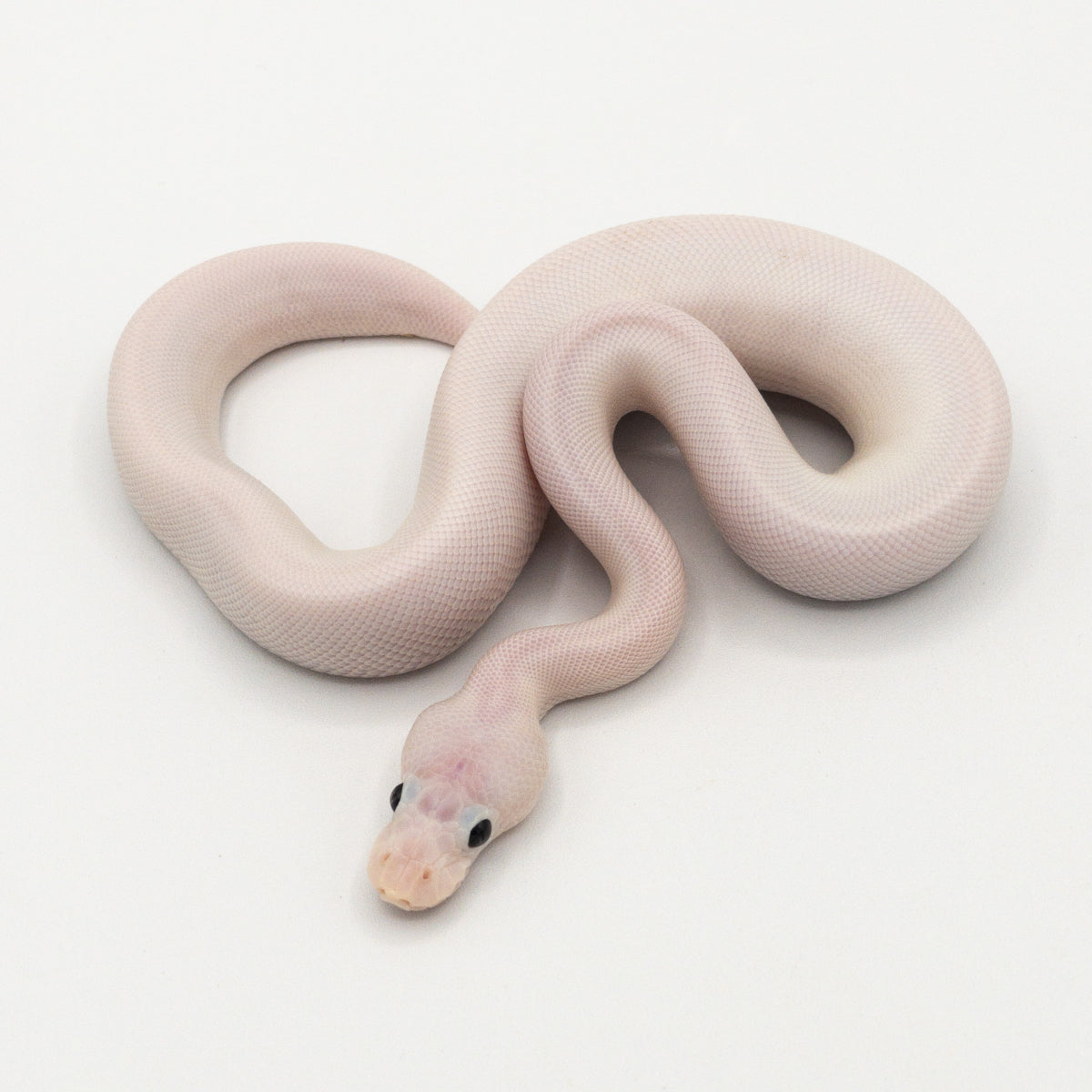 Rare, leucistic white snake with blue eyes found in Mississippi