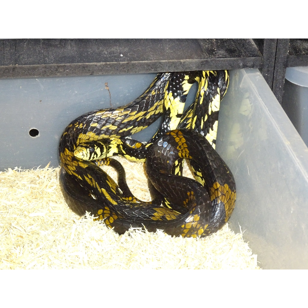 https://www.bigappleherp.com/cdn/shop/products/Tiger-Rat-Snake.jpg?v=1587334324