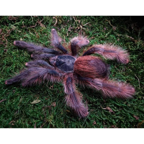 Tucurui Pinktoe Tarantulas