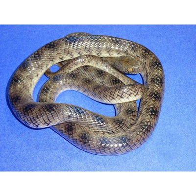 Cat Snakes