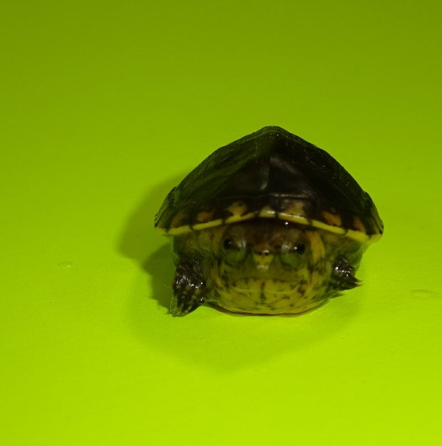 Peacock Slider Turtles For Sale – Big Apple Herp - Reptiles For Sale