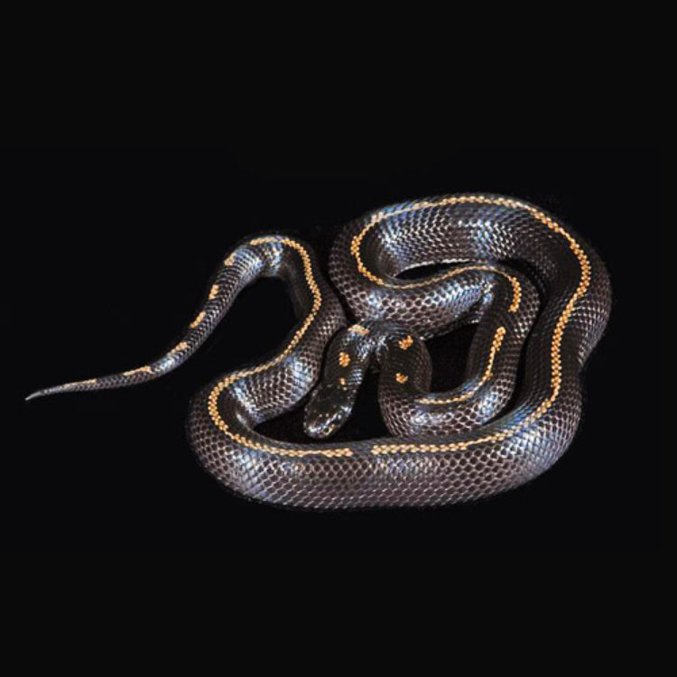 mexican king snake wallpaper
