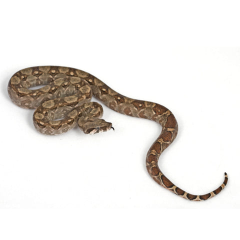 Anery Central American Boas